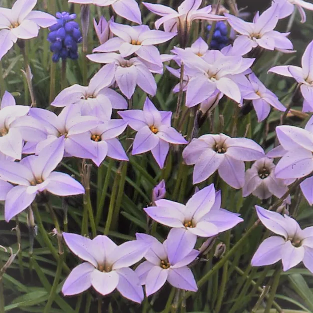Ipheion uniflorum