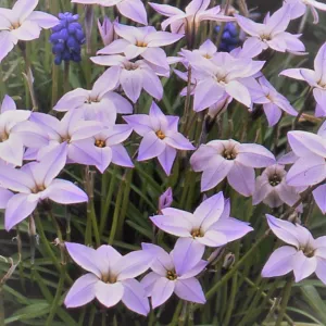 Ipheion uniflorum