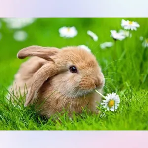 Well-behaved Rabbit